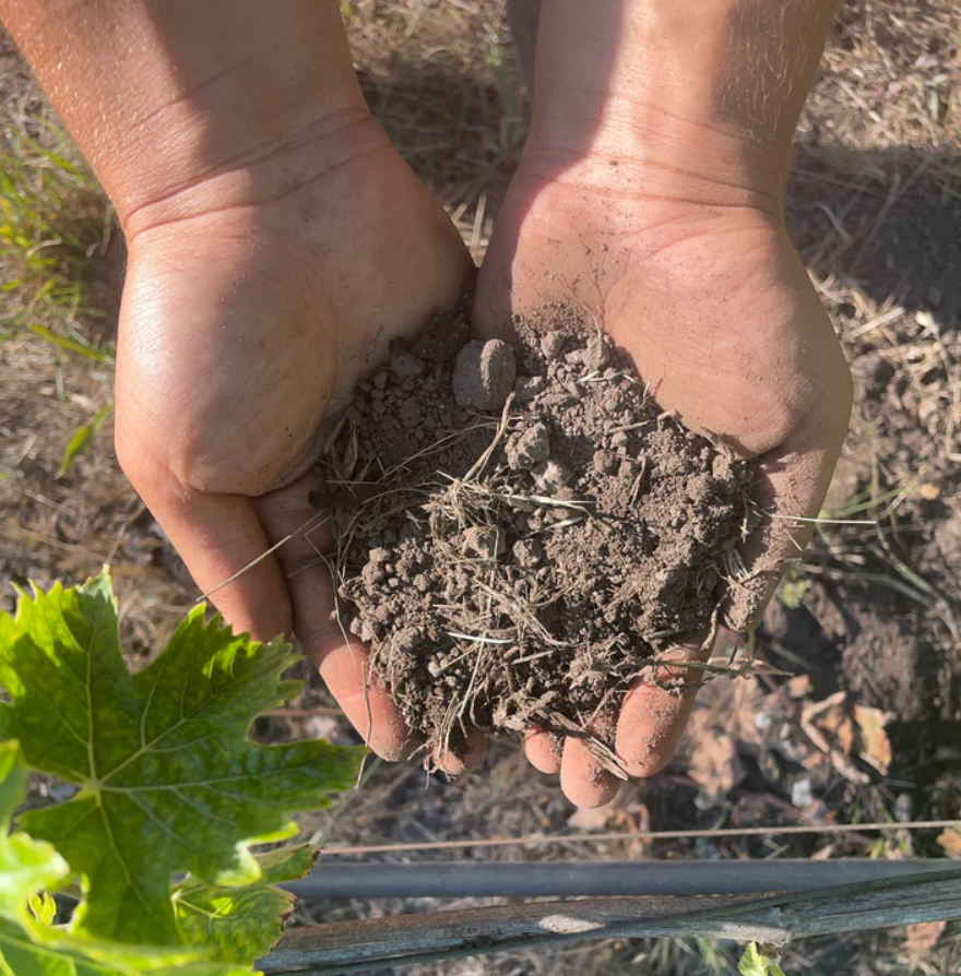 Alluvial Soil